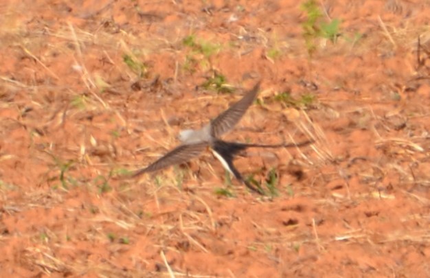 Scissor-tailed Flycatcher - ML621067898