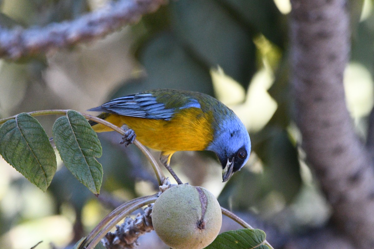 Blue-and-yellow Tanager - Paul Vandenbussche