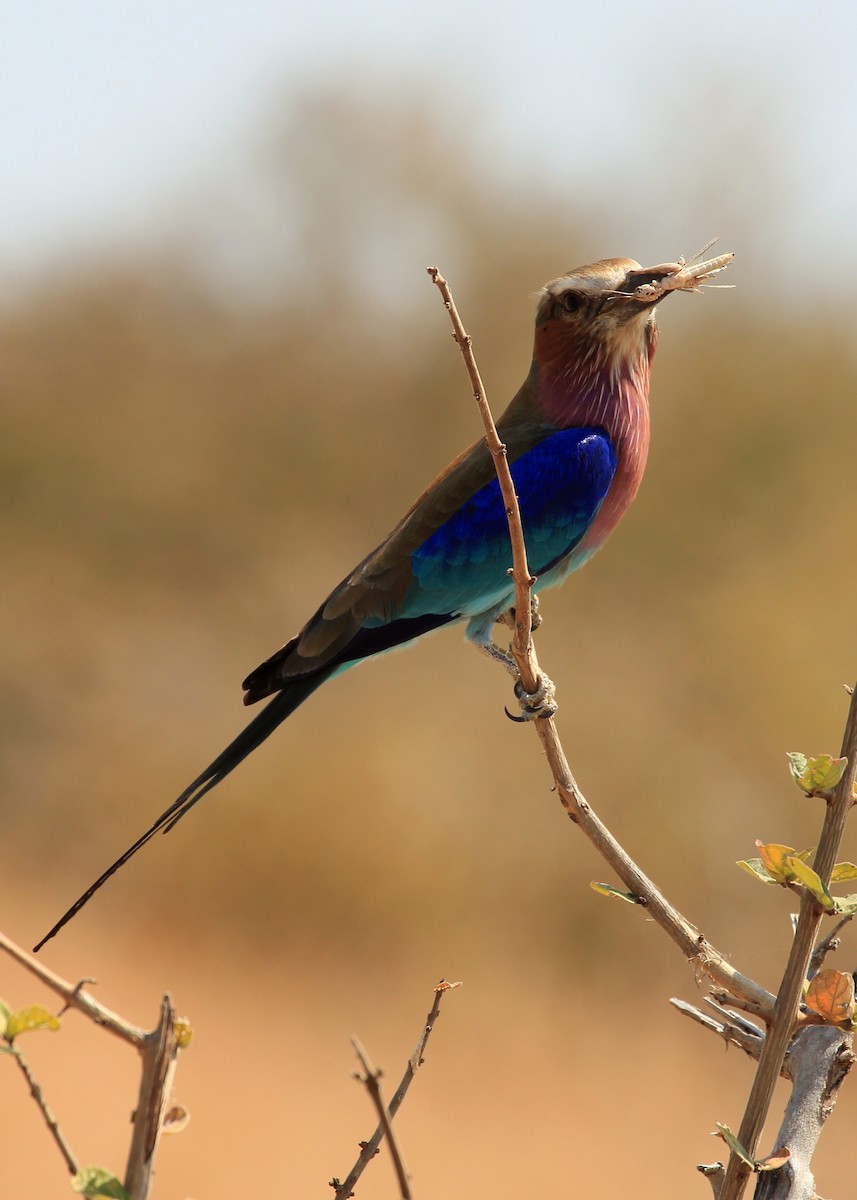 Lilac-breasted Roller - Nathaniel Dargue