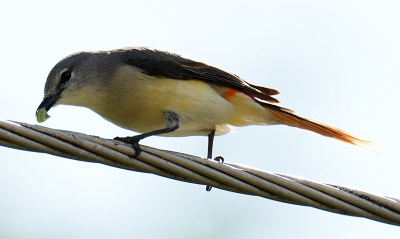 Minivet oranor - ML621067957