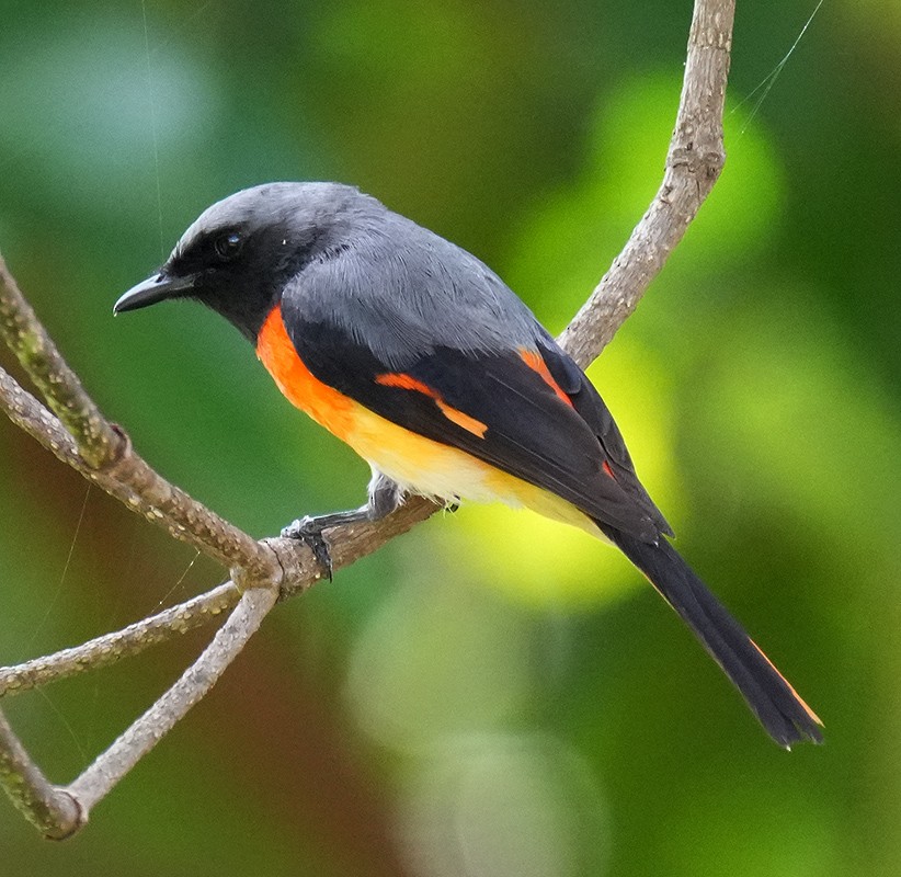 Minivet oranor - ML621067958