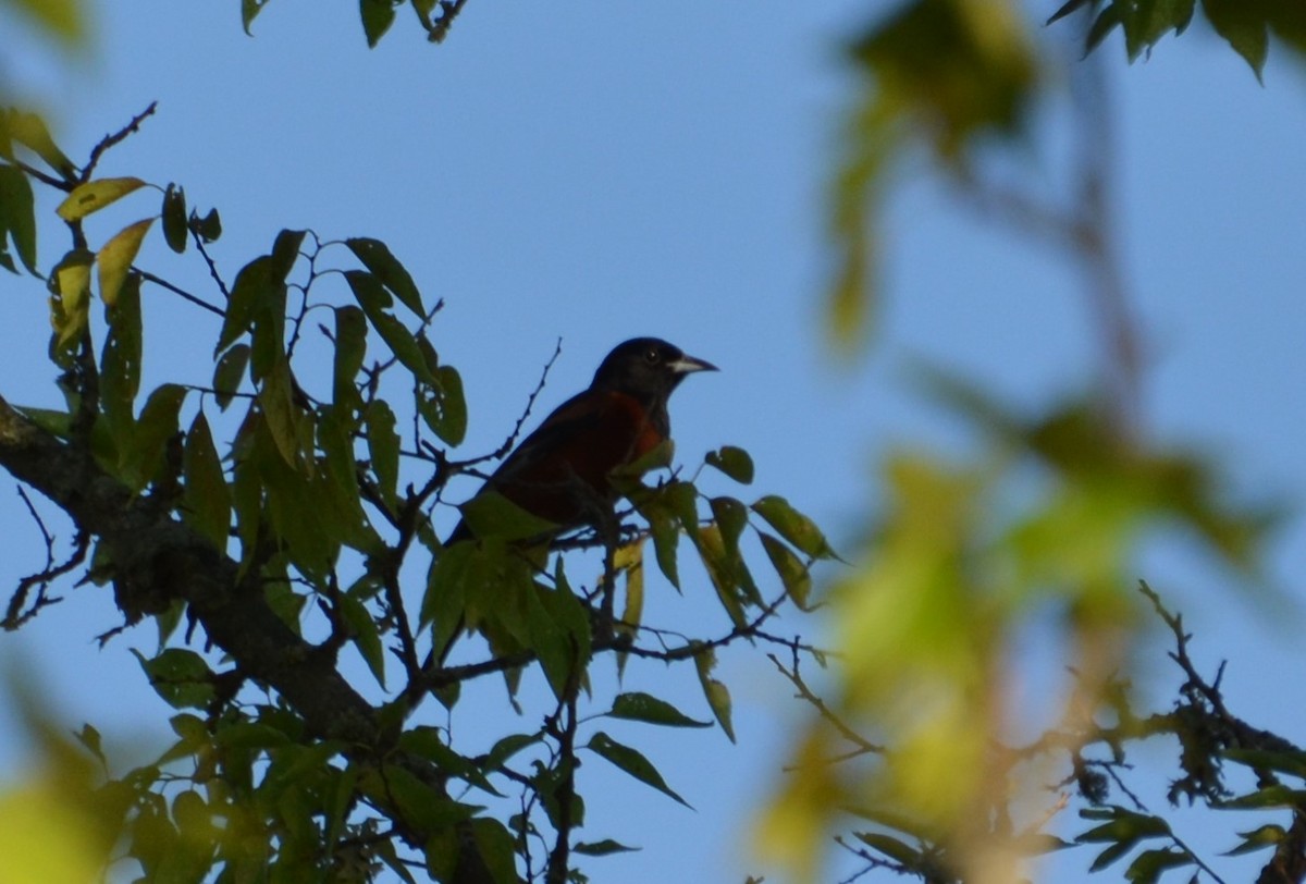 Orchard Oriole - ML621068002