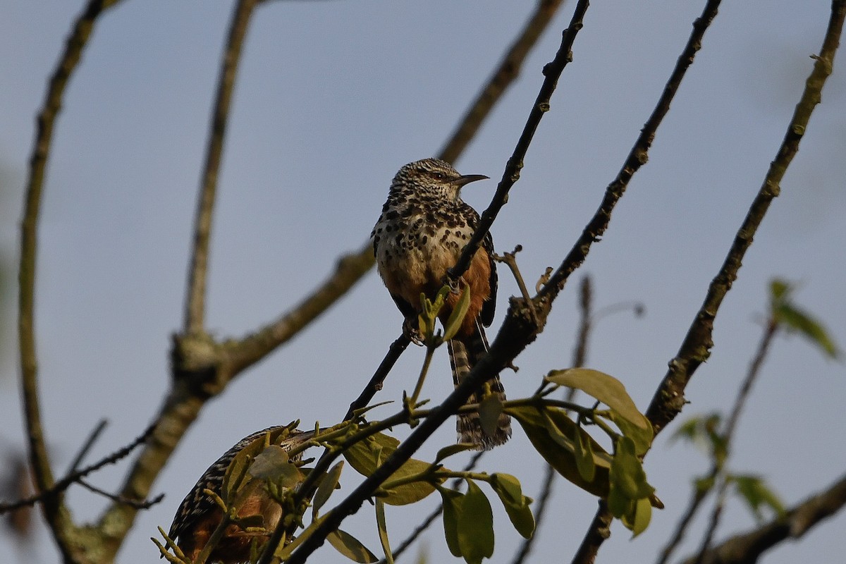 Band-backed Wren - ML621068003