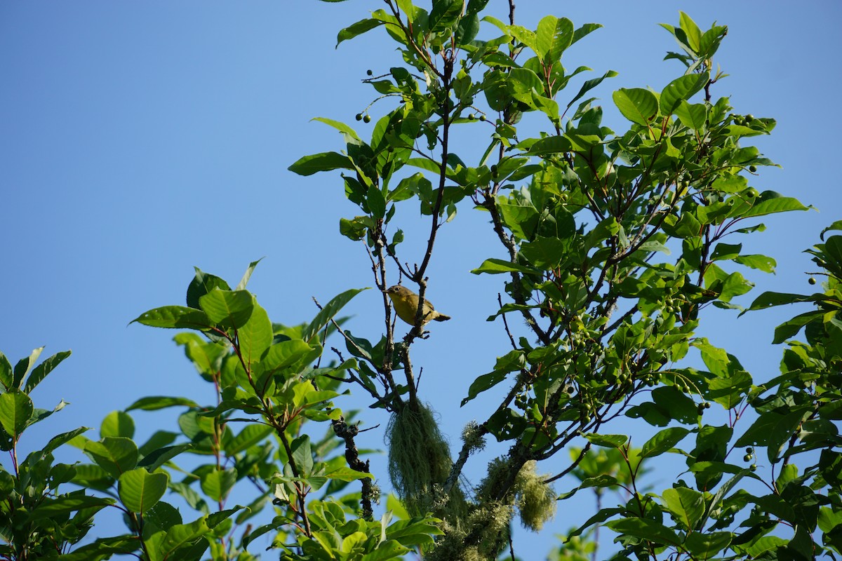 Common Yellowthroat - Margharita O