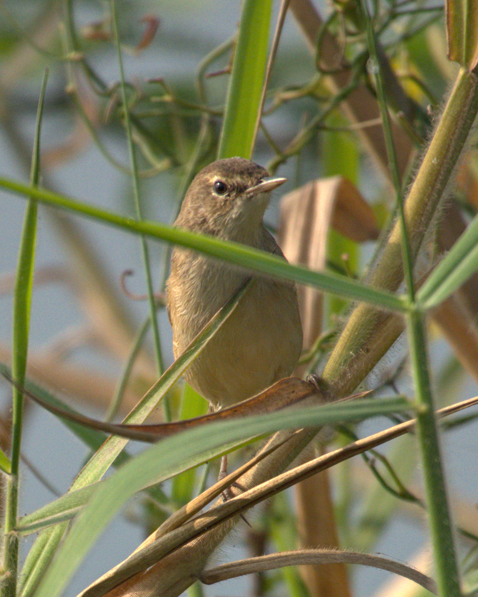 Booted Warbler - ML621068022