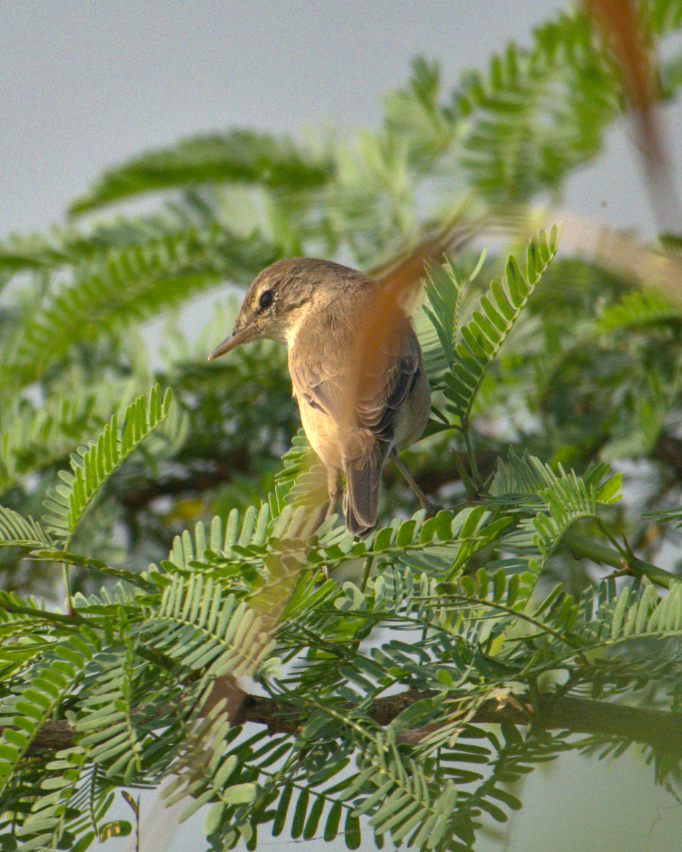 Booted Warbler - ML621068023