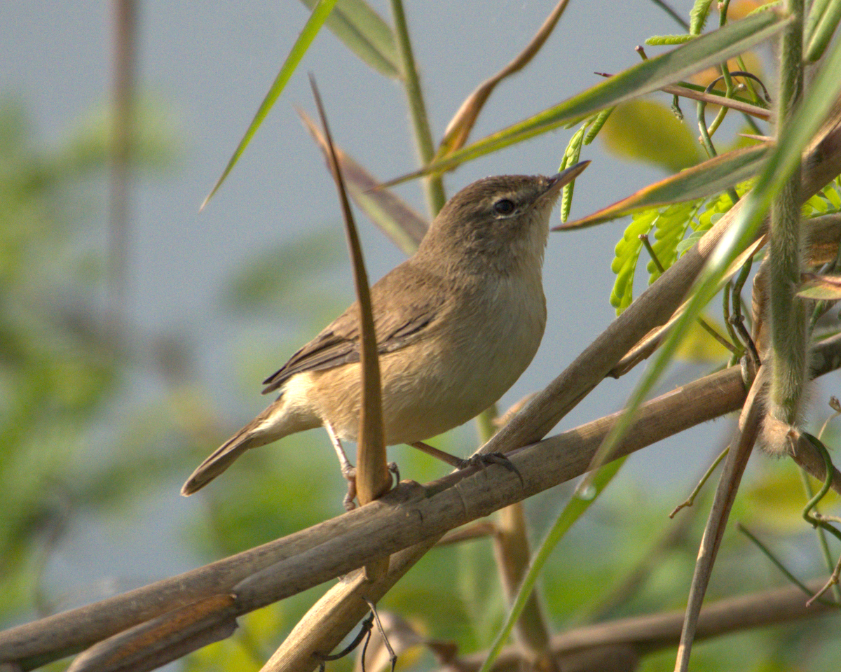 Booted Warbler - ML621068024