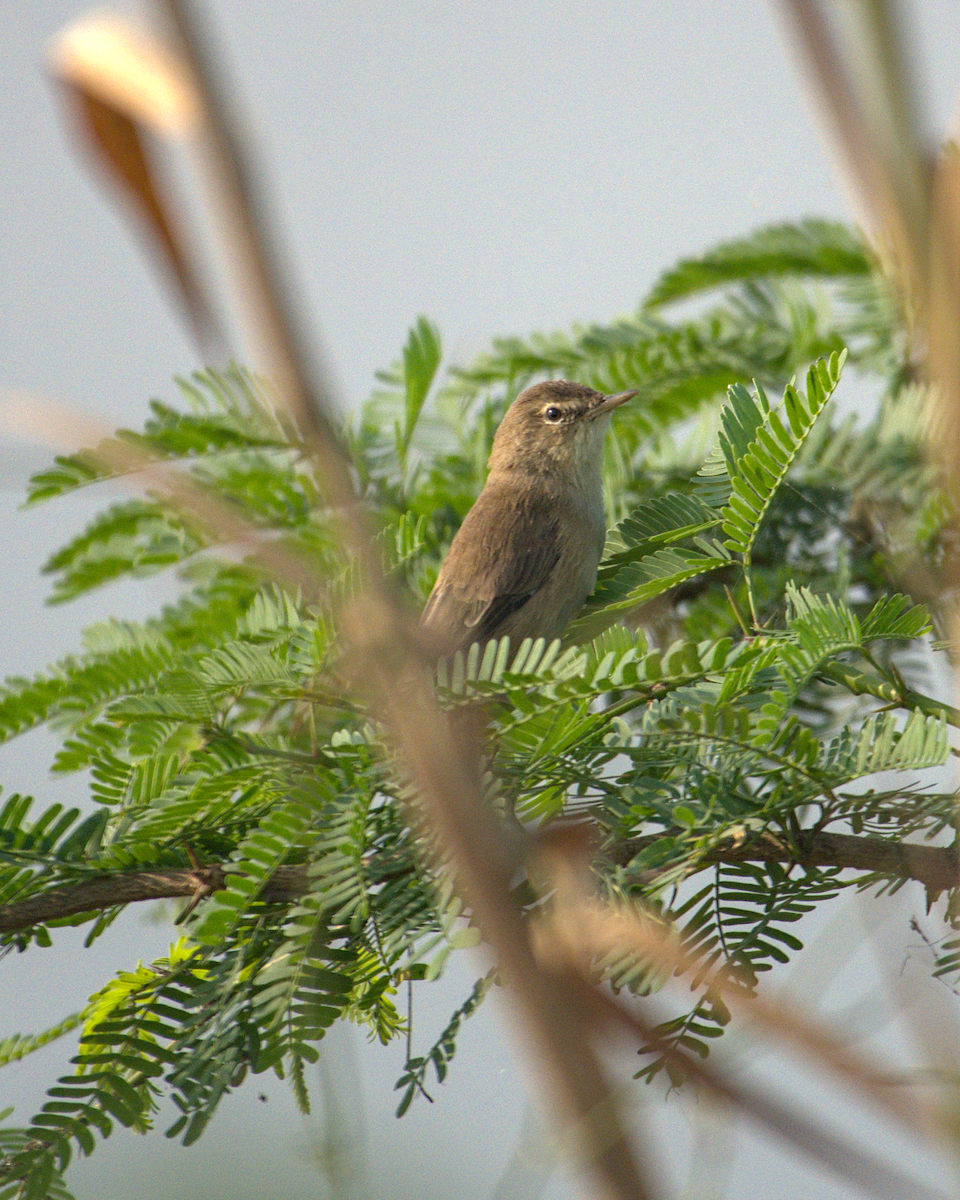 Booted Warbler - ML621068025