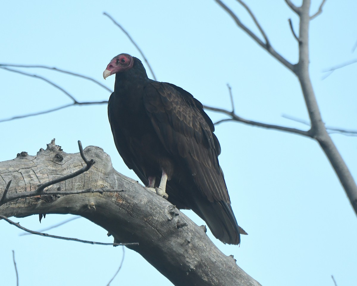Turkey Vulture - ML621068069