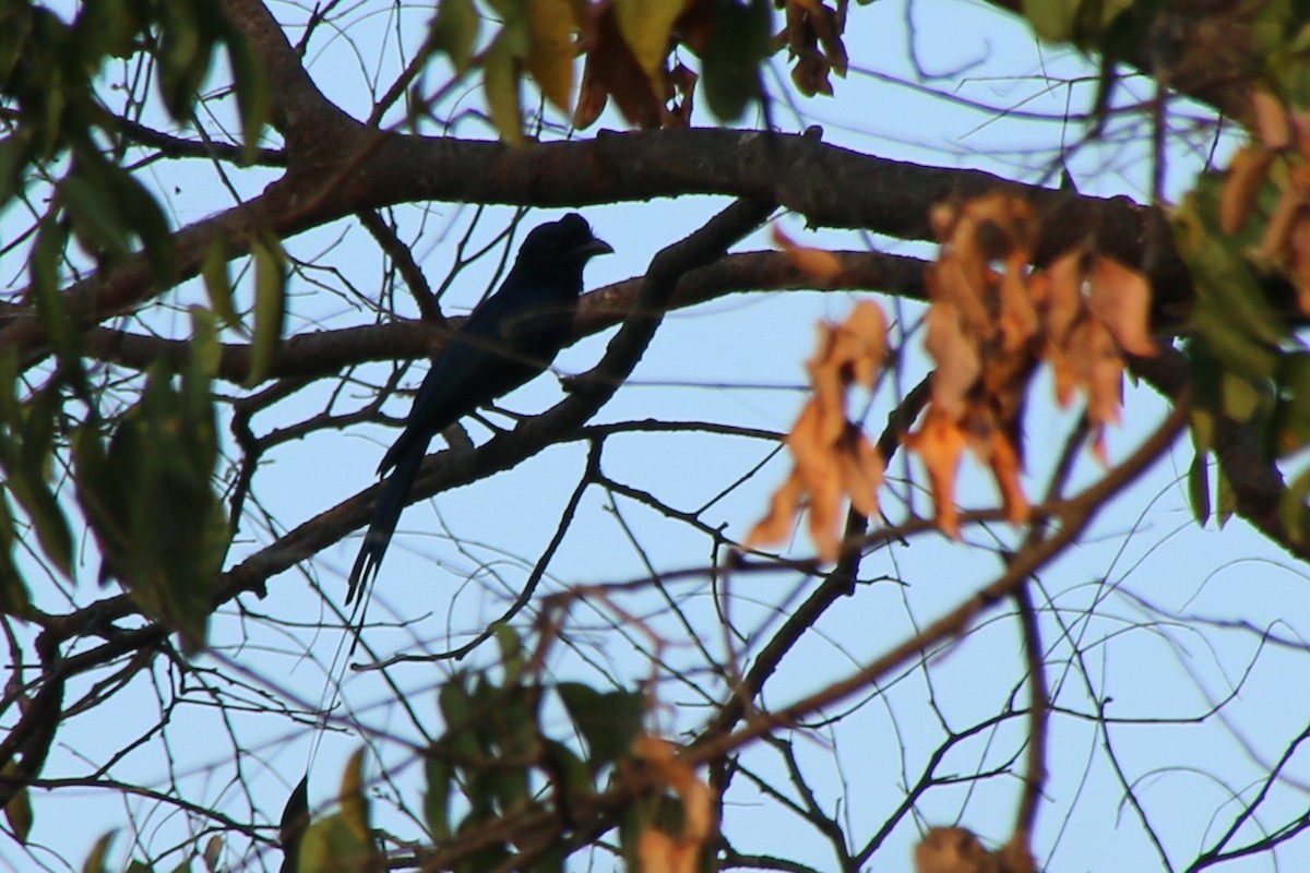 Greater Racket-tailed Drongo - ML621068086