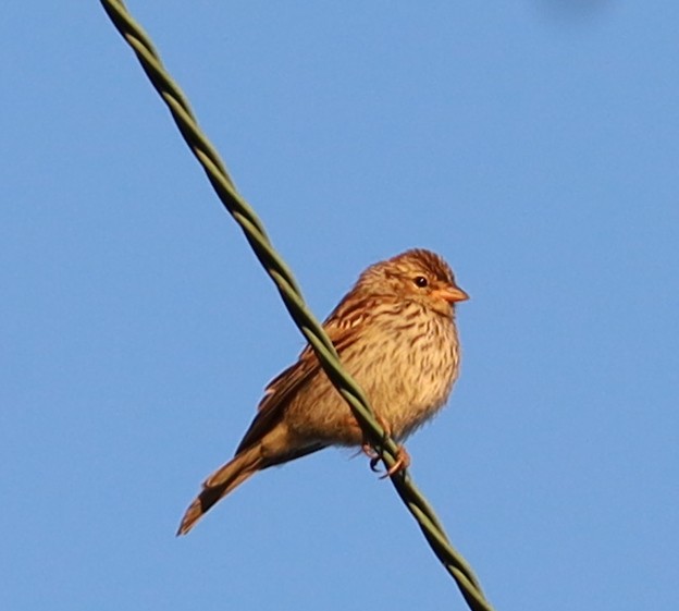Chipping Sparrow - ML621068090