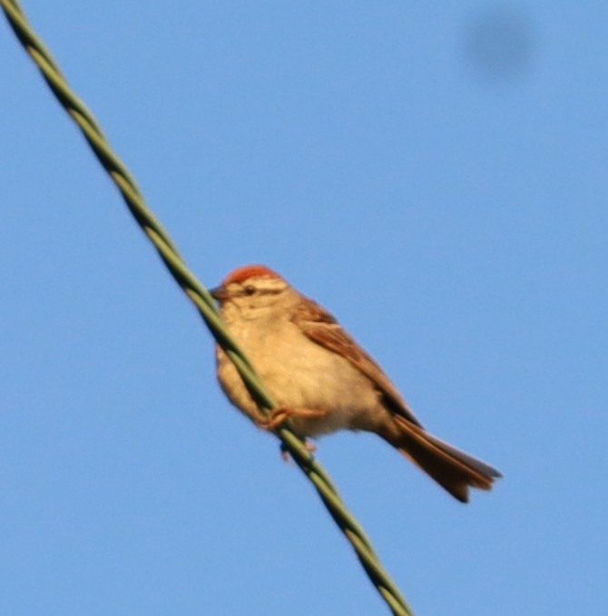 Chipping Sparrow - ML621068091