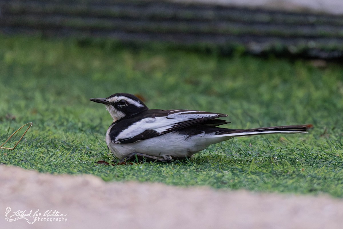 African Pied Wagtail - ML621068095