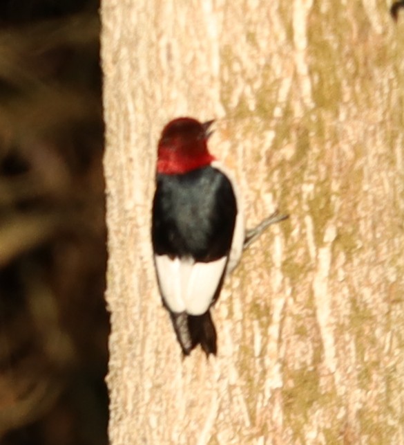 Red-headed Woodpecker - ML621068102
