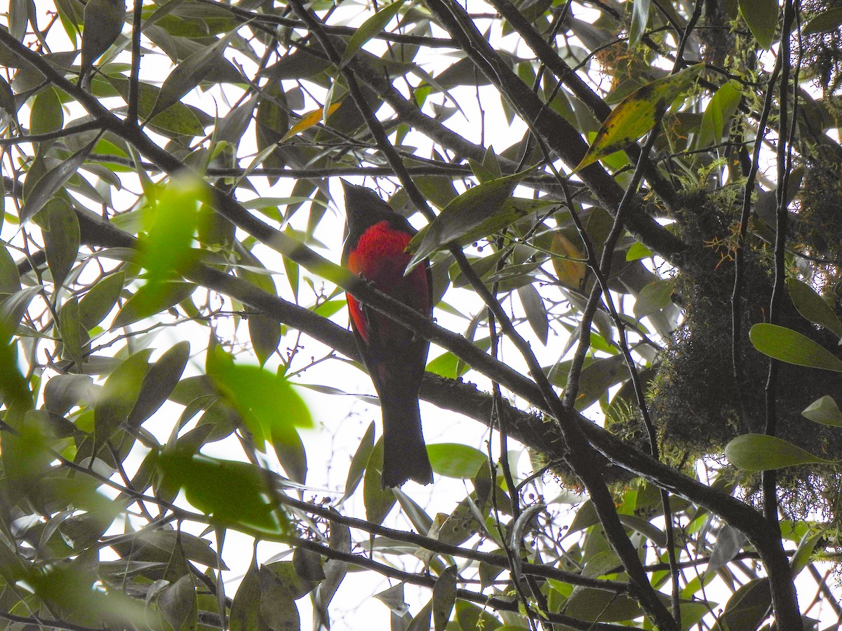 Scarlet-bellied Mountain Tanager - ML621068106
