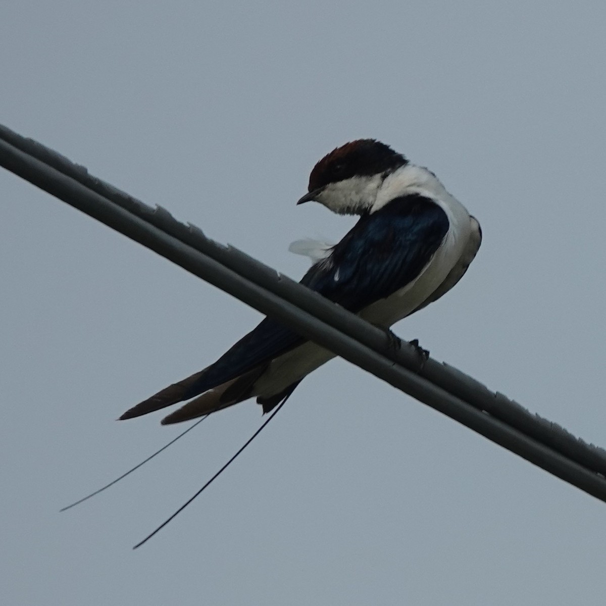 Wire-tailed Swallow - ML621068243