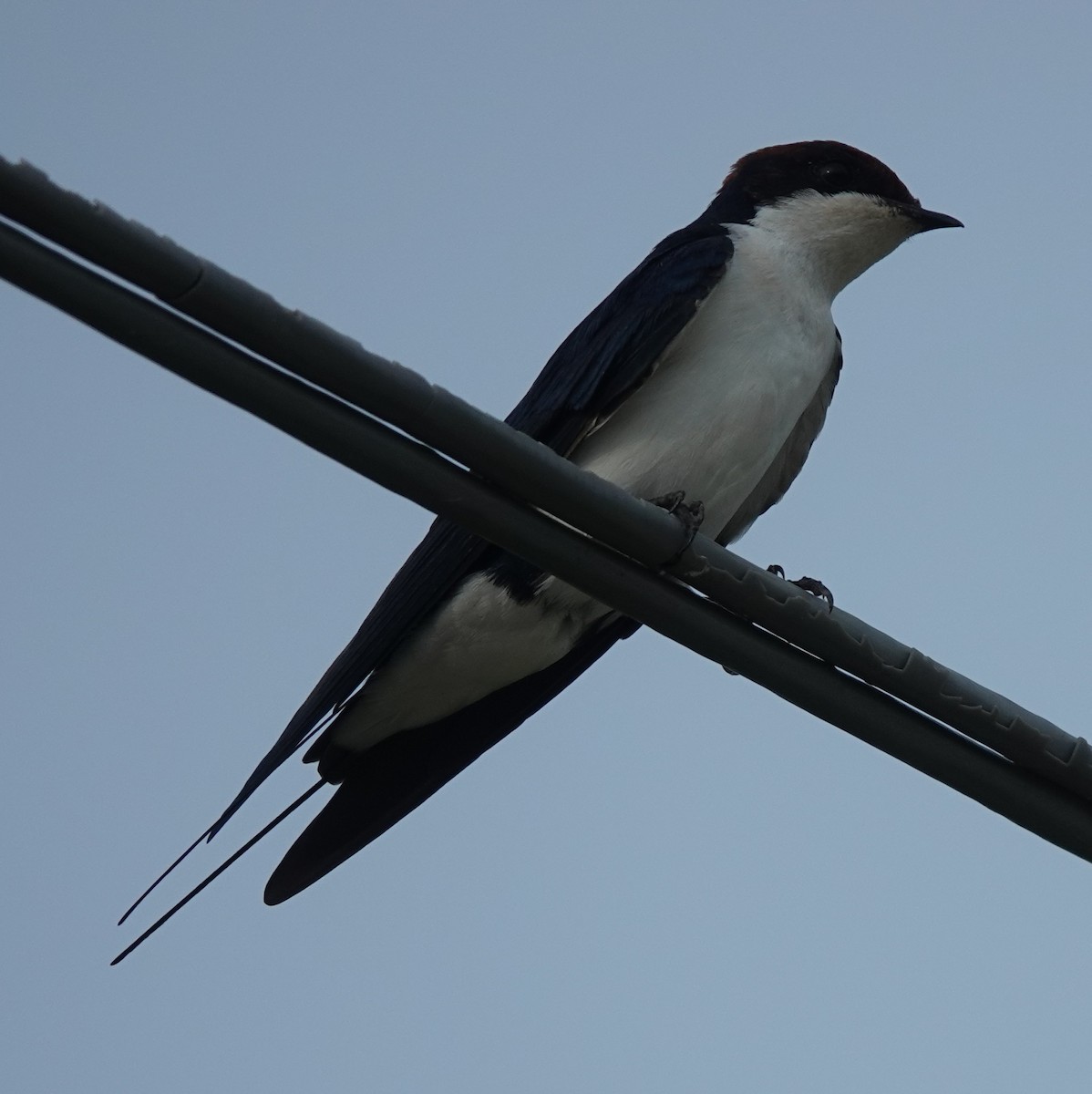 Wire-tailed Swallow - ML621068244