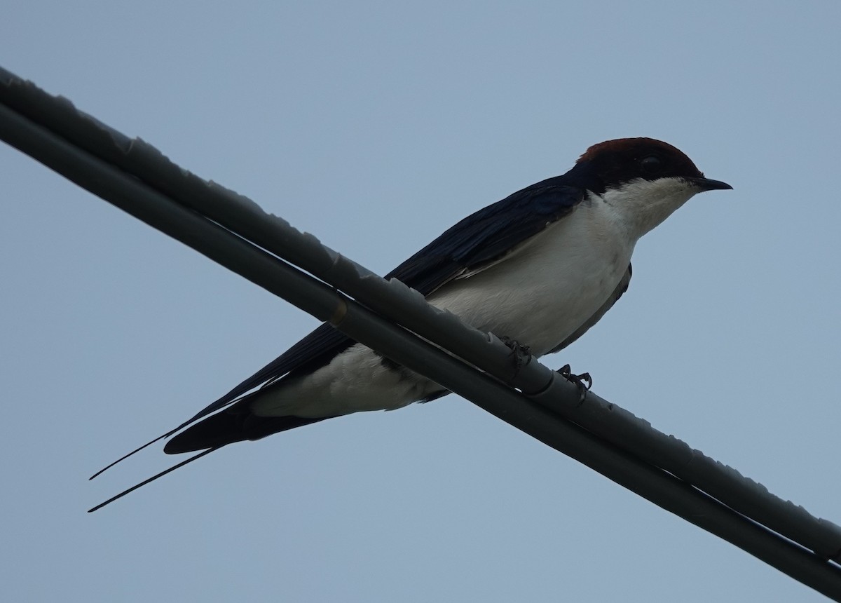 Wire-tailed Swallow - ML621068245