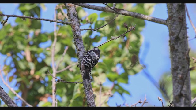Lesser Spotted Woodpecker - ML621068249