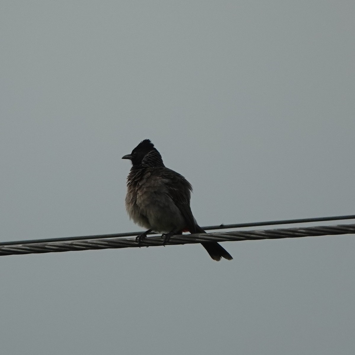 Red-vented Bulbul - ML621068257