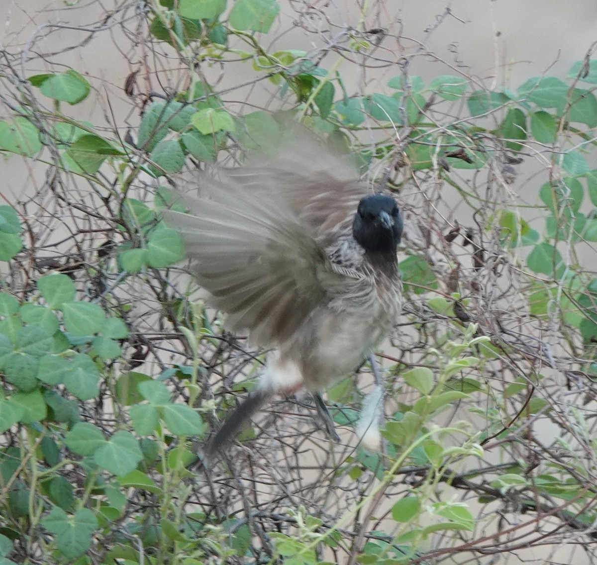 Red-vented Bulbul - ML621068258