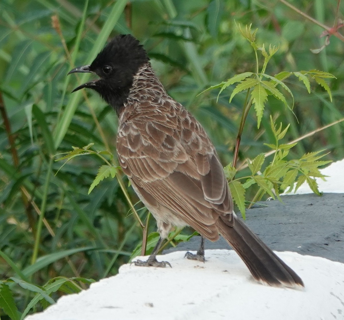 Red-vented Bulbul - ML621068259