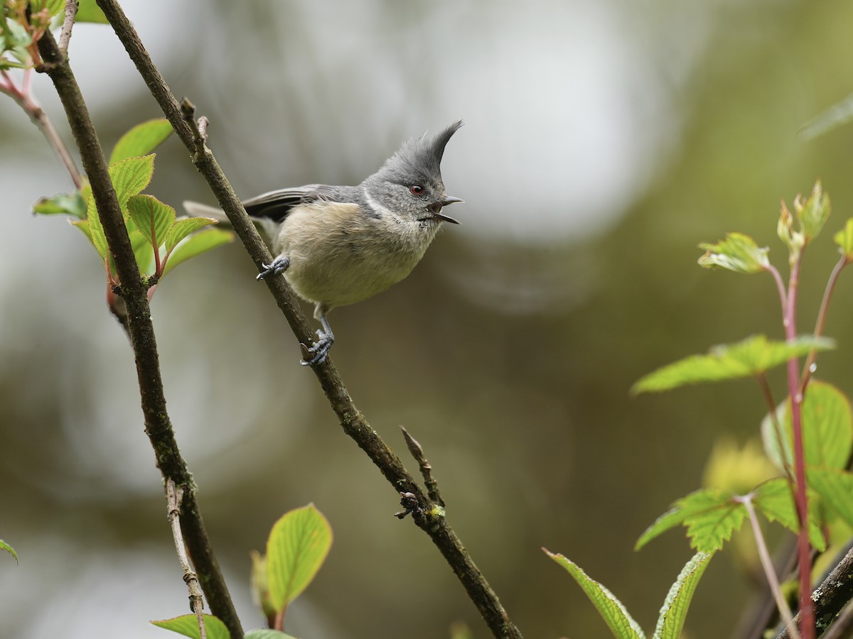 Gray-crested Tit - ML621068260