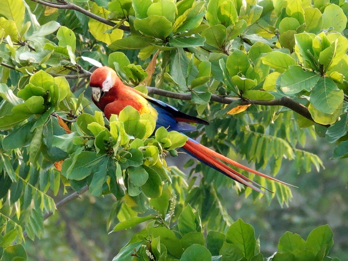 Scarlet Macaw - ML621068264