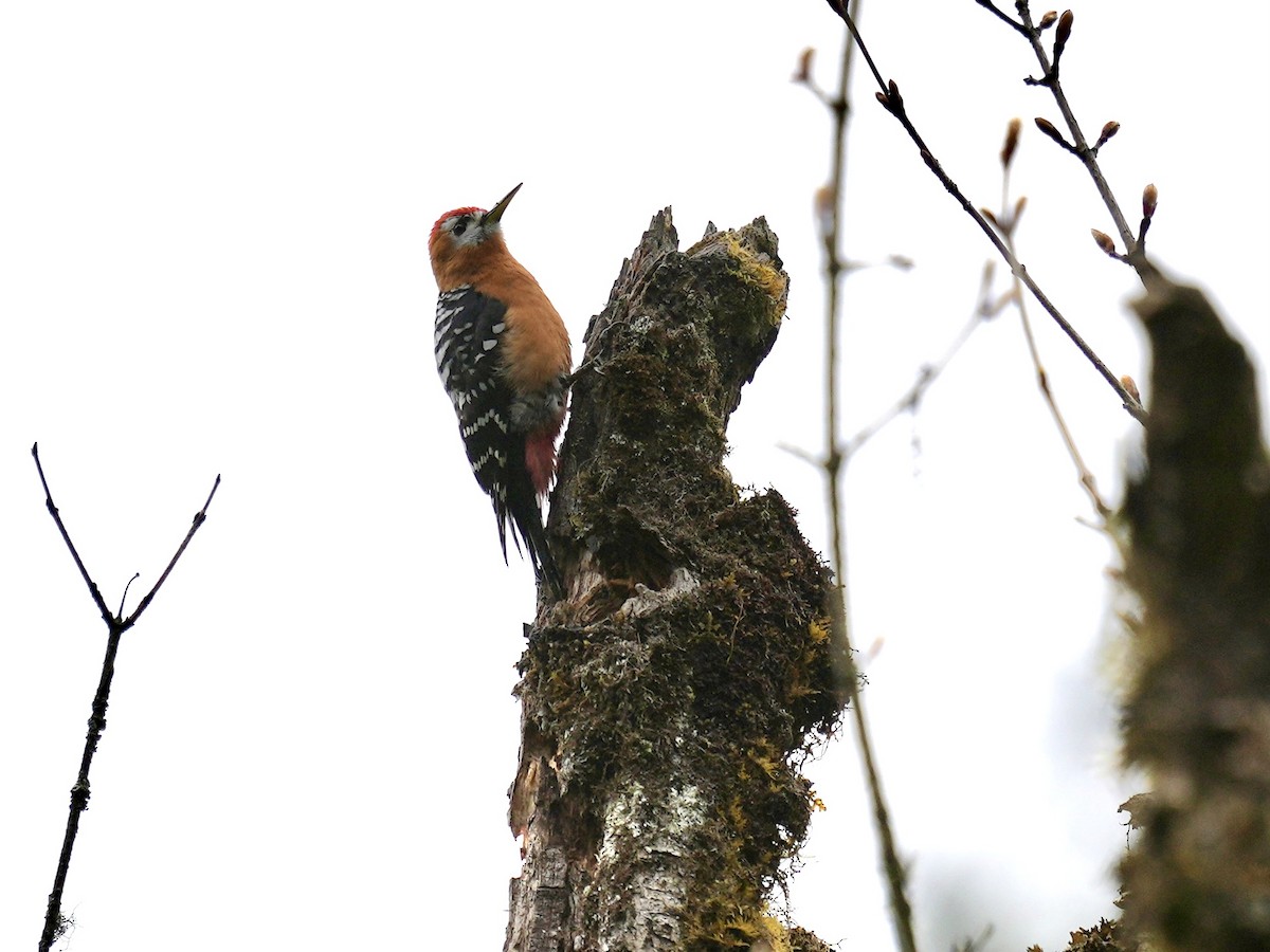 Rufous-bellied Woodpecker - ML621068268
