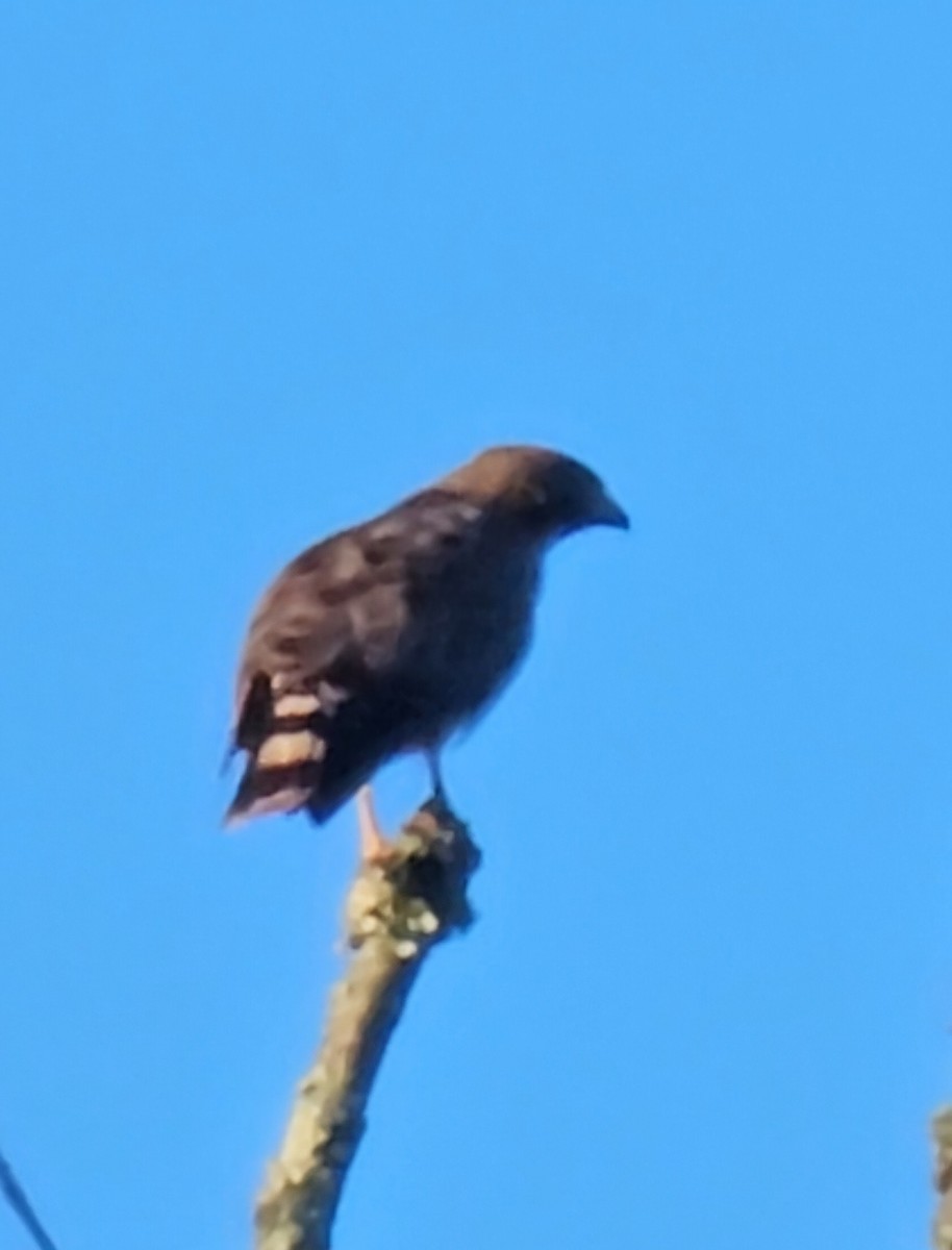 Broad-winged Hawk - Narasimhan Sundaram
