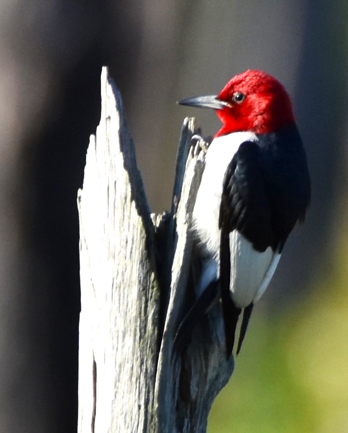 Red-headed Woodpecker - Lisa Tucci