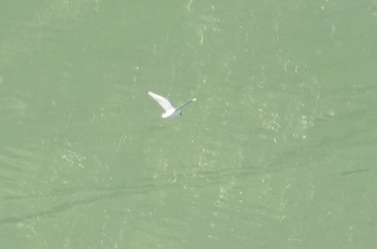 Andean Gull - ML621068420