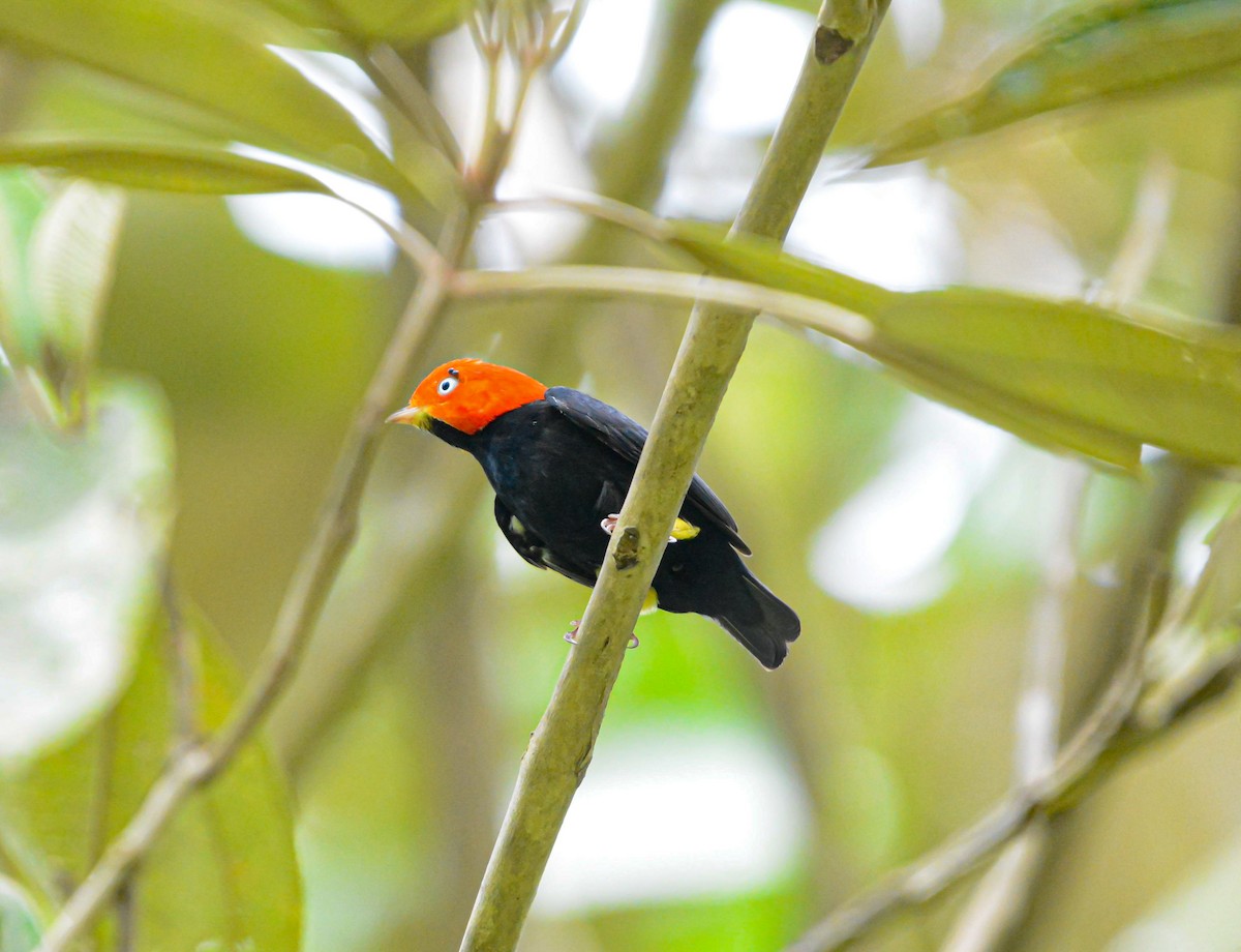 Red-capped Manakin - ML621068422
