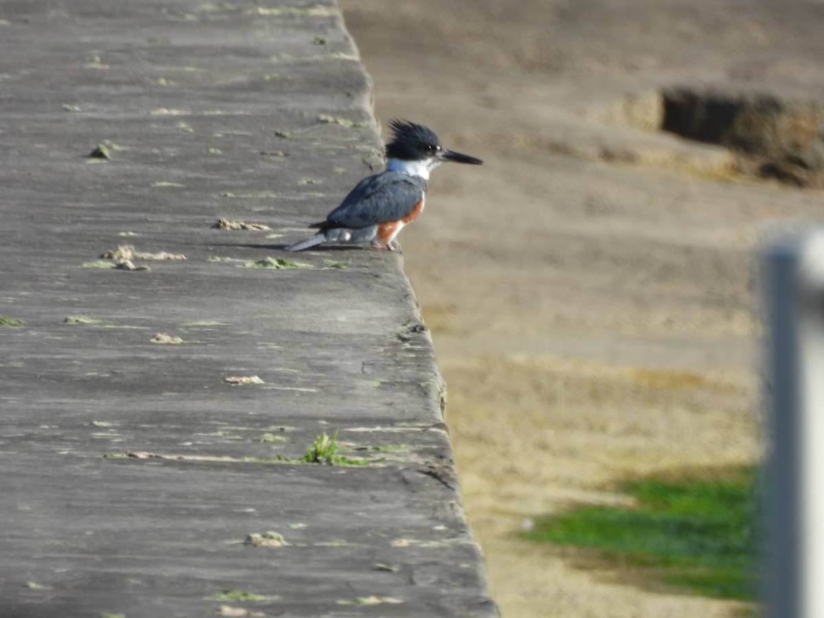 Belted Kingfisher - ML621068436