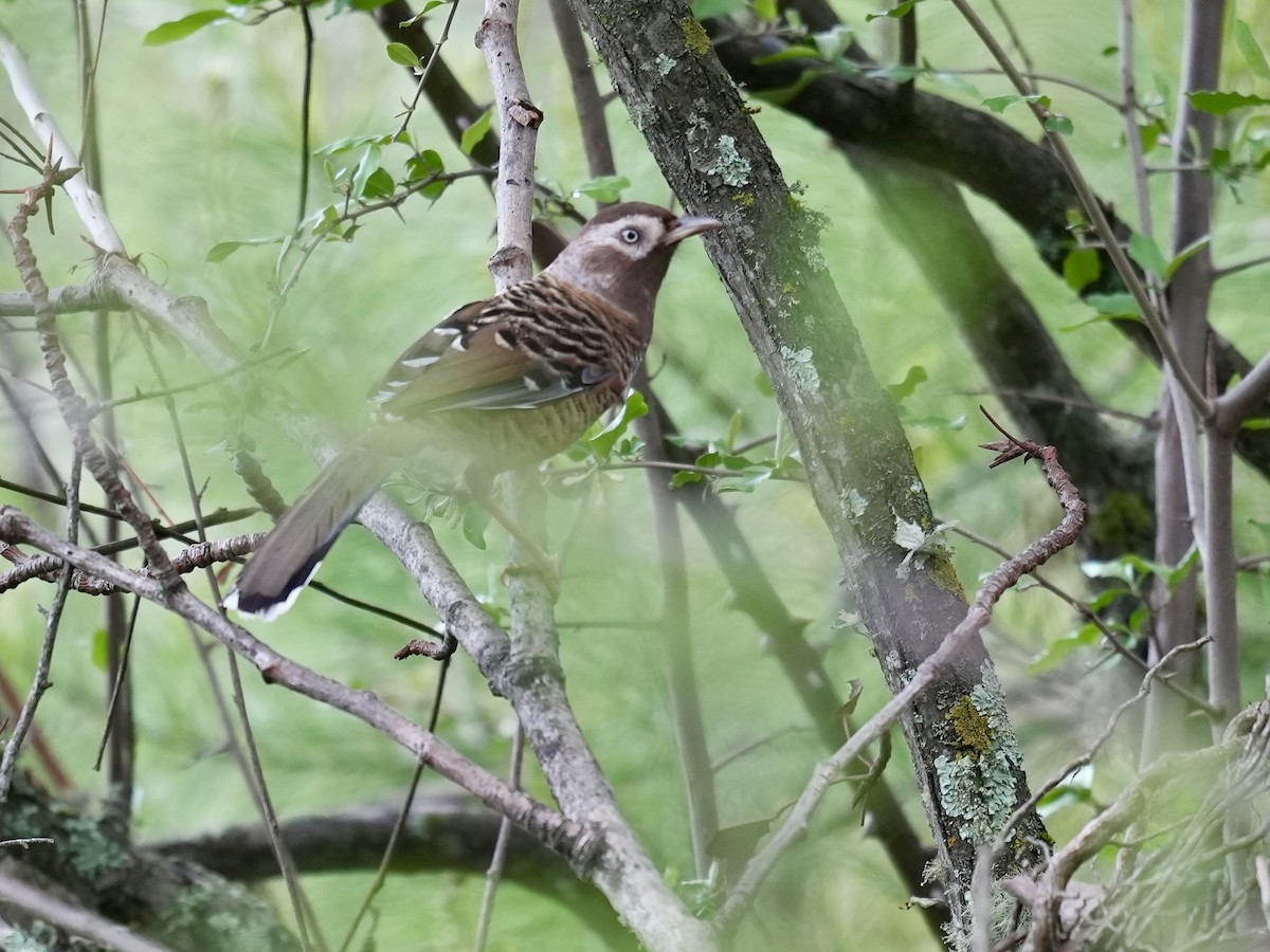 Barred Laughingthrush - ML621068444