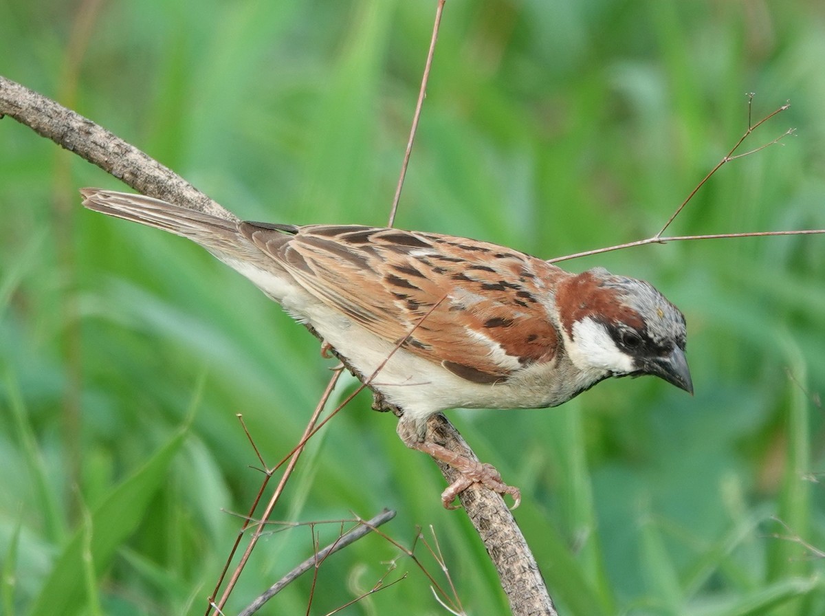 House Sparrow - ML621068448