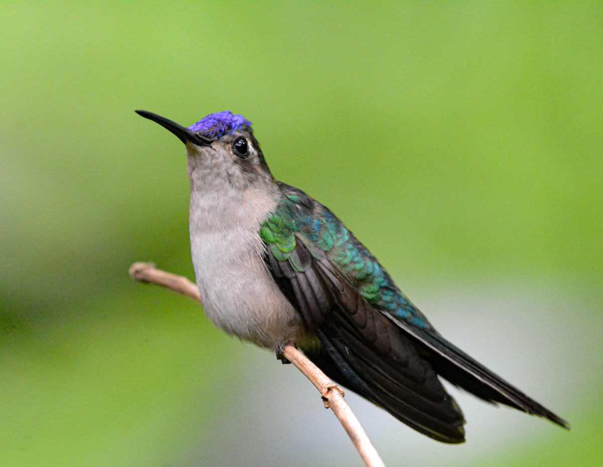kolibřík klínoocasý - ML621068472