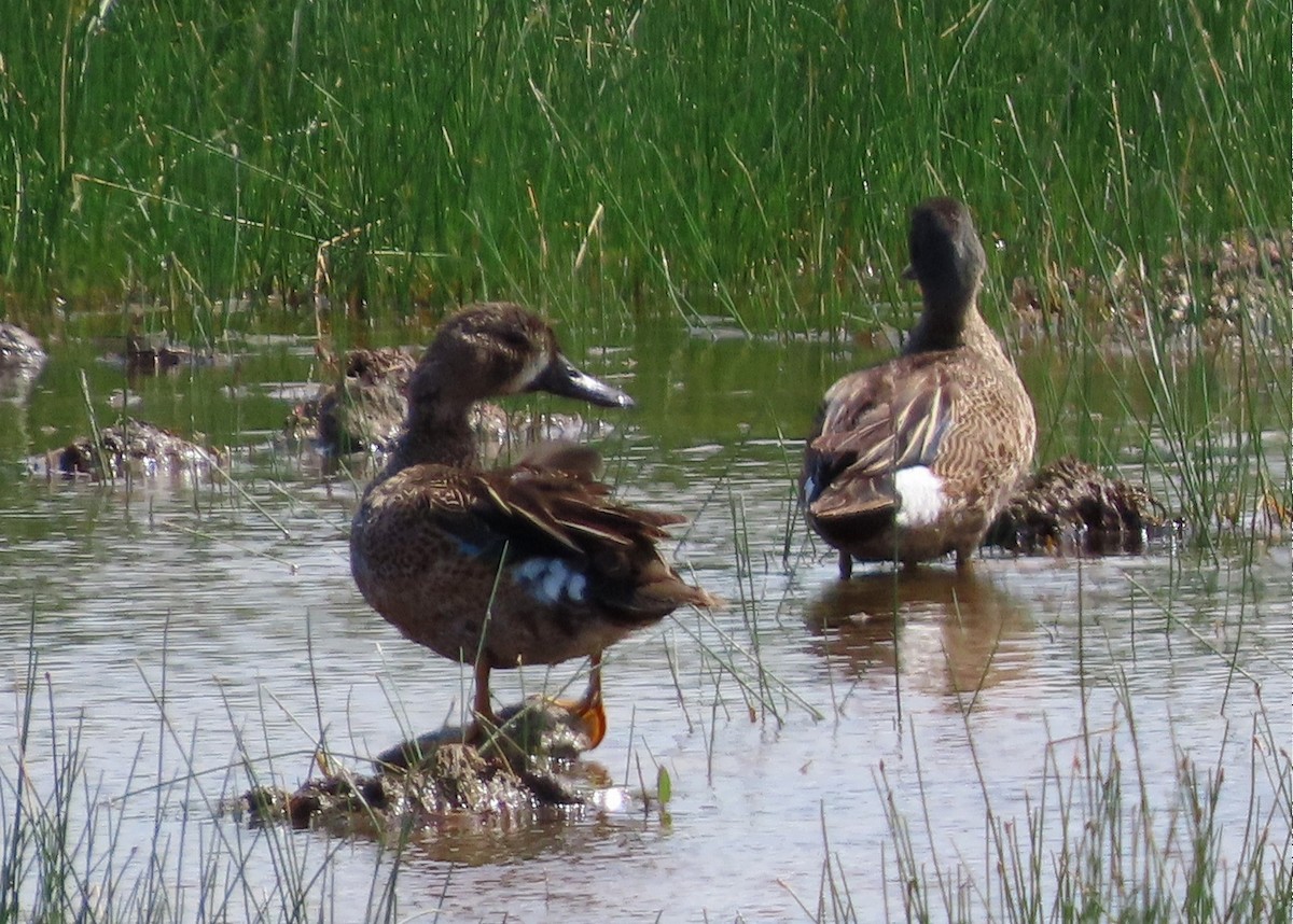 Blue-winged Teal - ML621068476