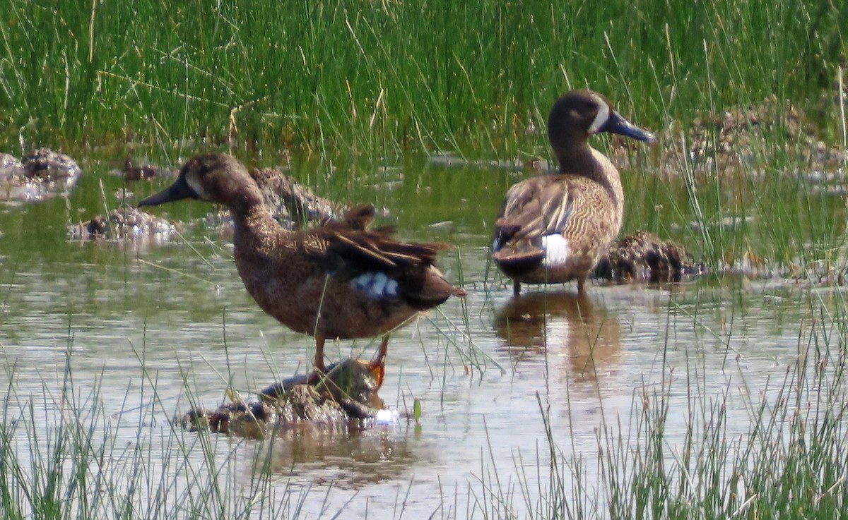 Blue-winged Teal - ML621068477