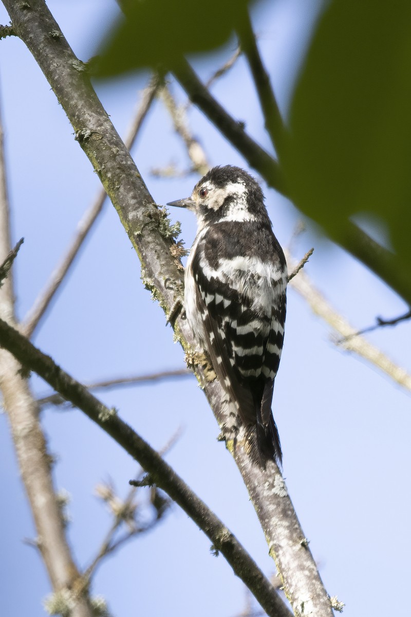 Lesser Spotted Woodpecker - ML621068478