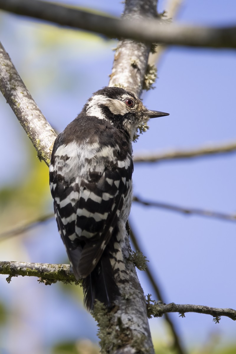 Lesser Spotted Woodpecker - ML621068479