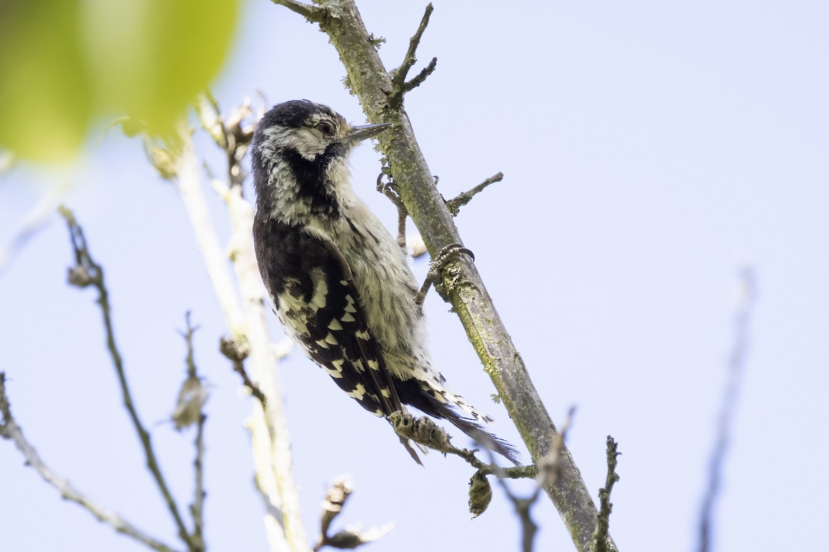 Lesser Spotted Woodpecker - ML621068481