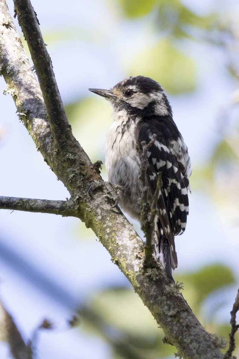Lesser Spotted Woodpecker - ML621068482