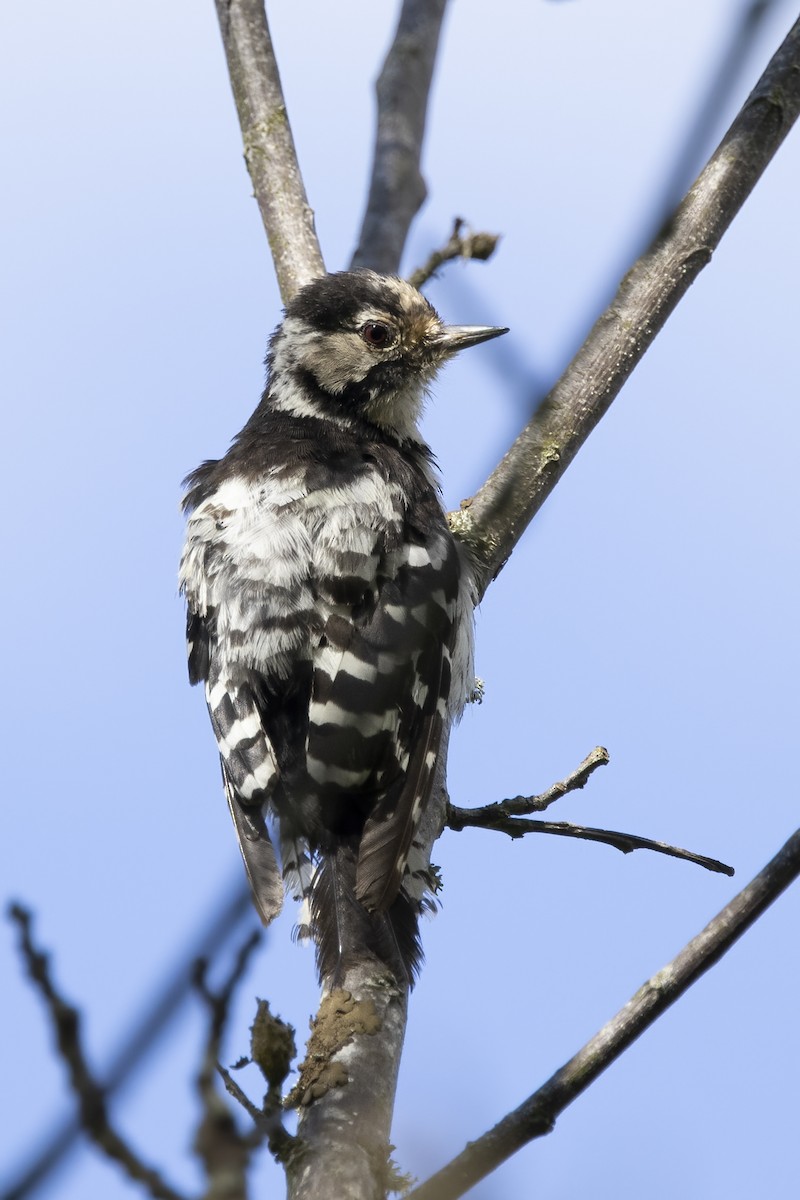 Lesser Spotted Woodpecker - ML621068483