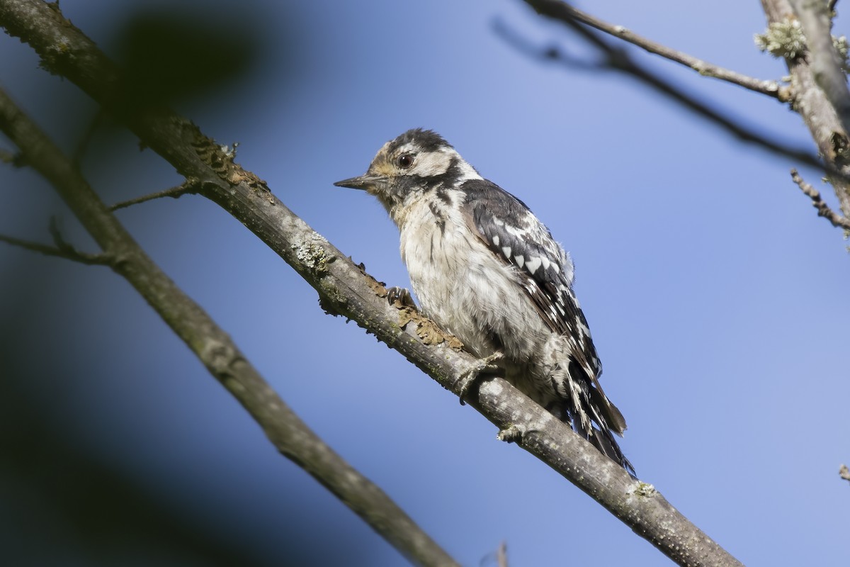 Lesser Spotted Woodpecker - ML621068484