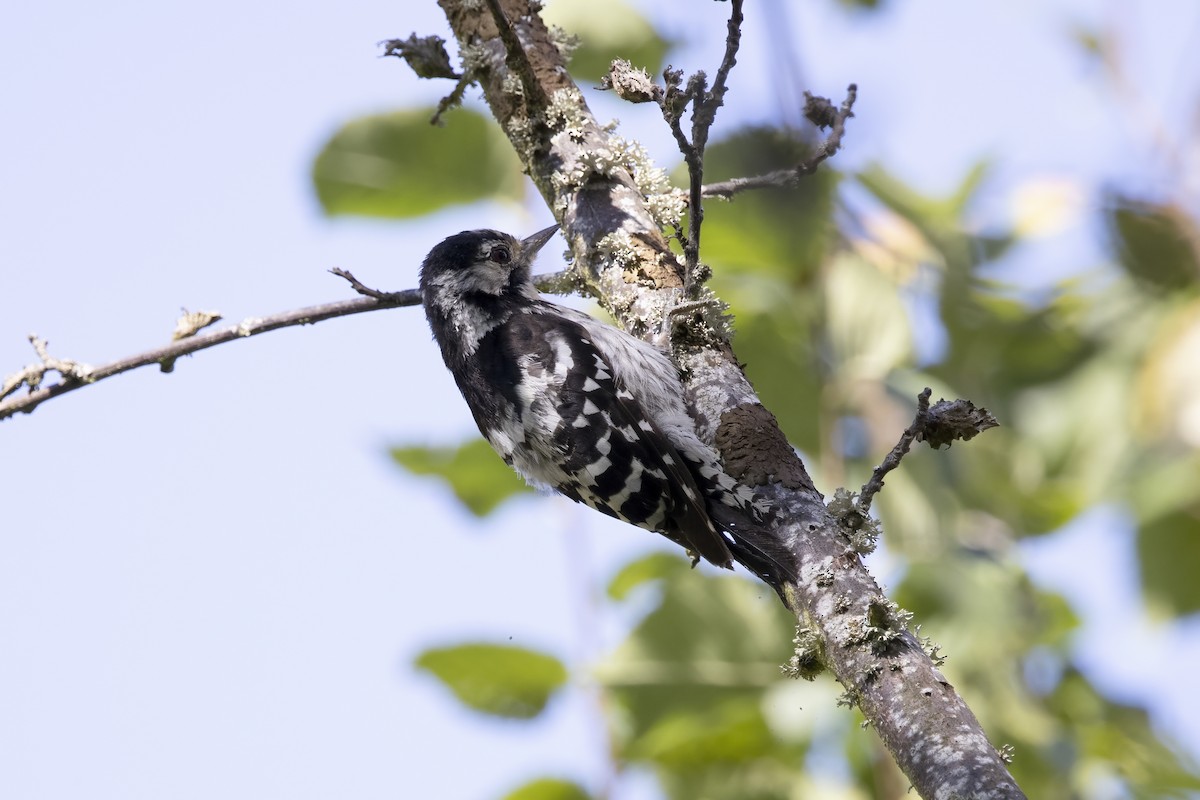 Lesser Spotted Woodpecker - ML621068485