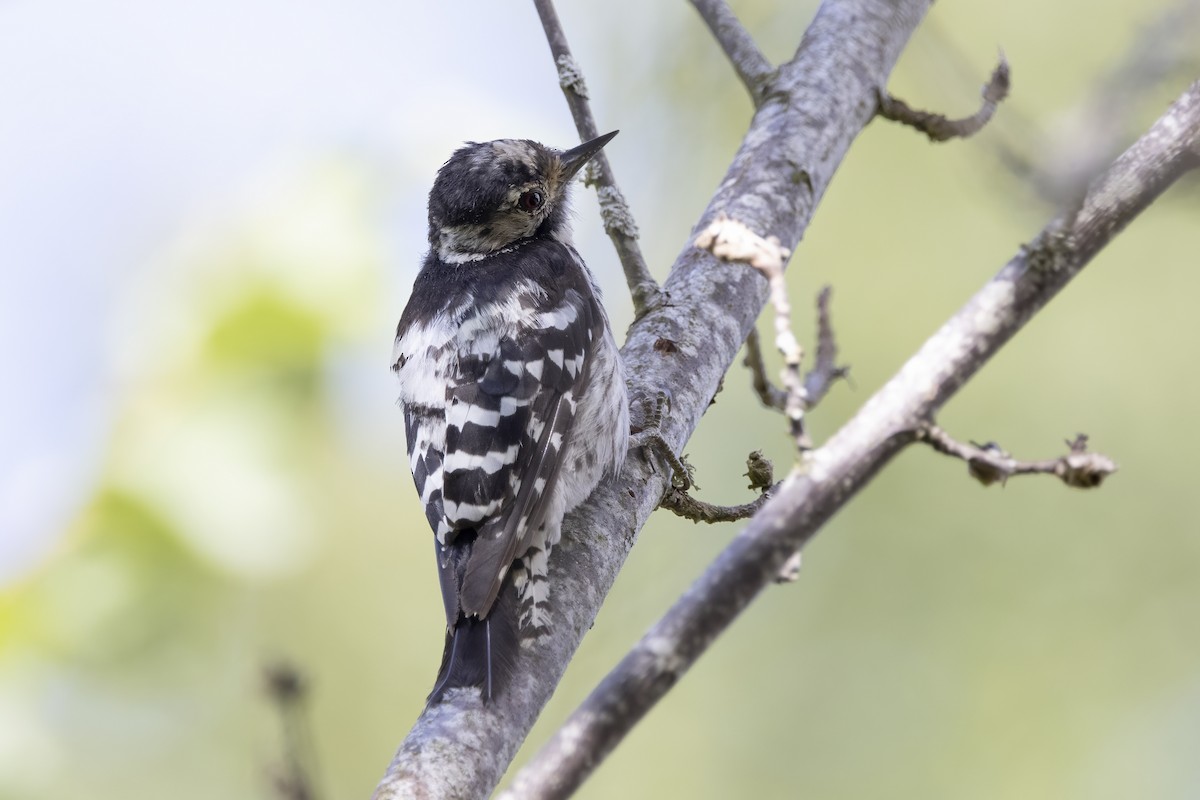 Lesser Spotted Woodpecker - ML621068486