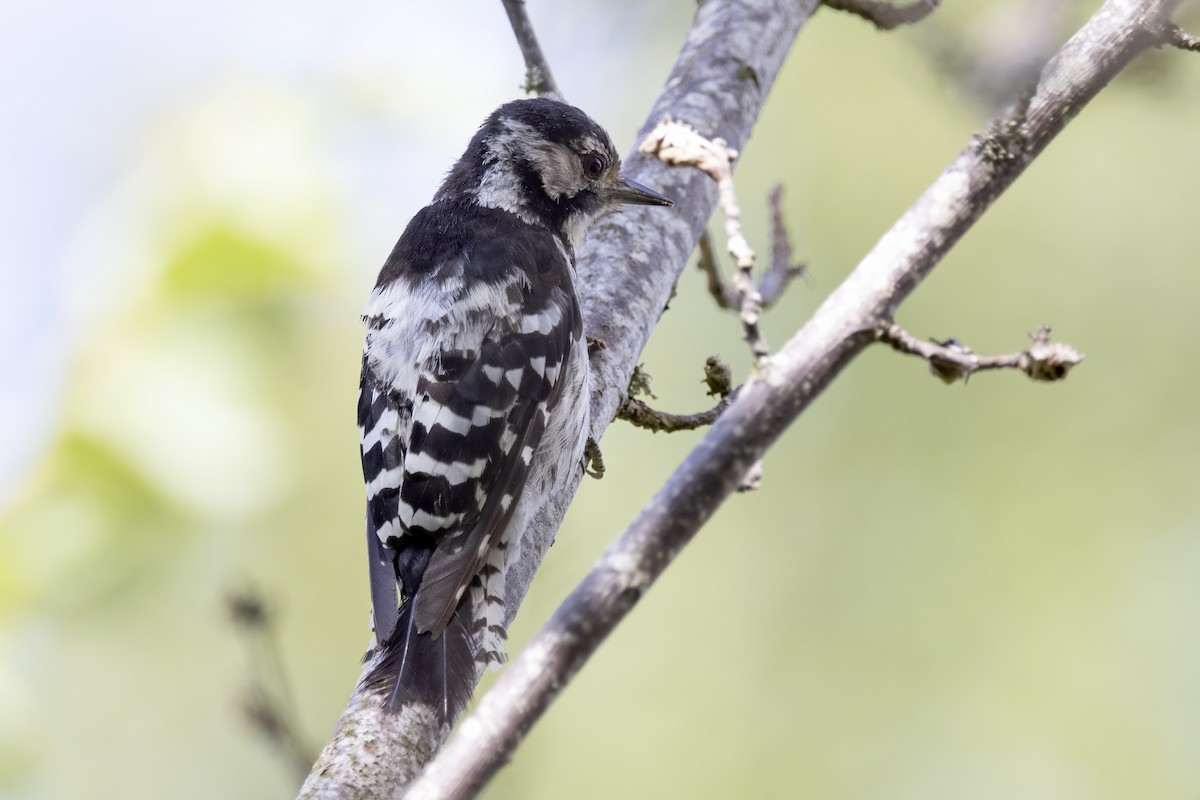 Lesser Spotted Woodpecker - ML621068487