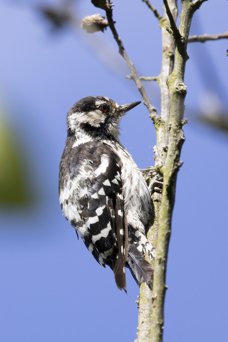 Lesser Spotted Woodpecker - ML621068488
