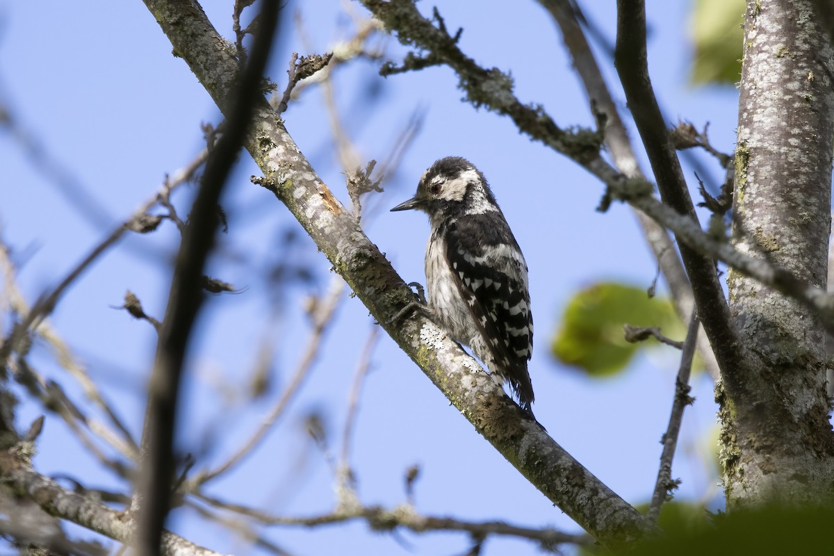 Lesser Spotted Woodpecker - ML621068489